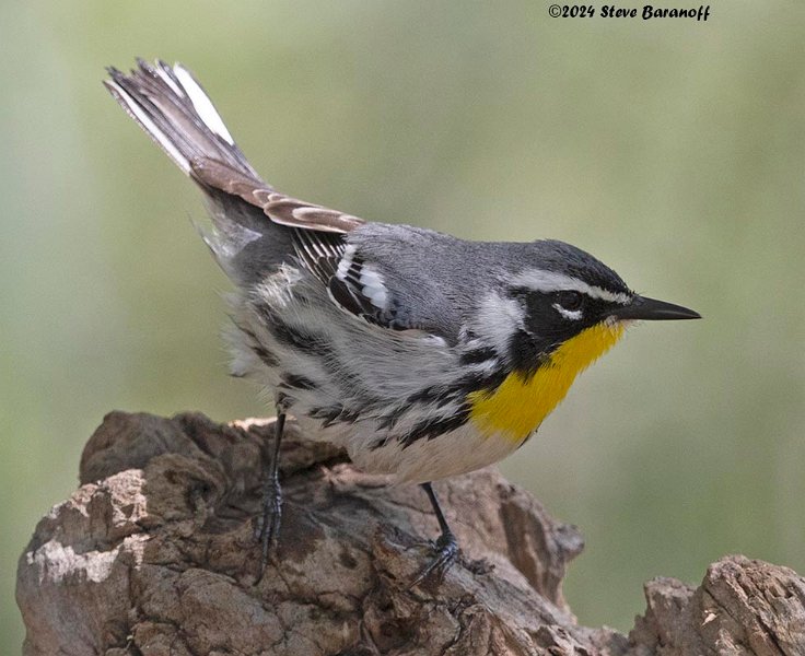 _B237495 yellow-throated warbler.jpg